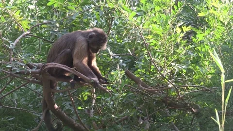 Weeper Capuchin (Cebus nigrivittatus) sitting on a tree Video stock 318004101