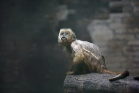 Weeper capuchin monkey Foto stock
