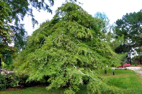 Weeping Bald Cypress Tree. Stock Photos