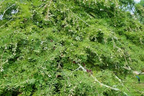 Weeping Bald Cypress Tree. Foto stock