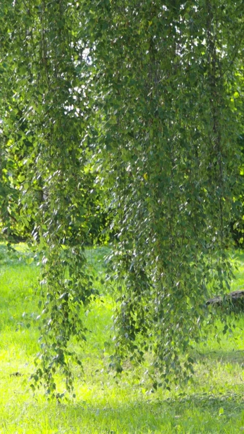Weeping Birch Tree Branches Hanging in Park Видео 344105835