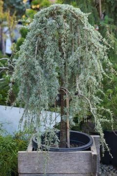 Weeping blue conifer tree cedar in container at specialty nursery display Stock Photos