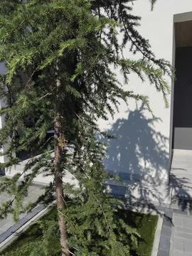Weeping cedar tree casting sharp shadow on a white stucco wall of a modern ho Stock Photos