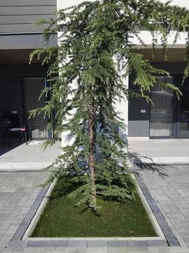 Weeping cedar tree in a rectangular lawn bed on patio exterior Stock Photos