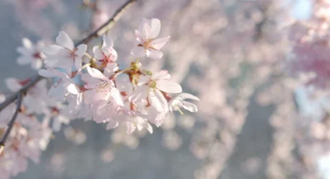 Weeping cheery tree, 4k color graded (4000x2160) Stock-Footage 49878714