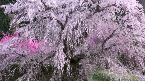 The Weeping Cherry Blossom and Peach Flowers in the Breeze Vídeos de archivo 332453728