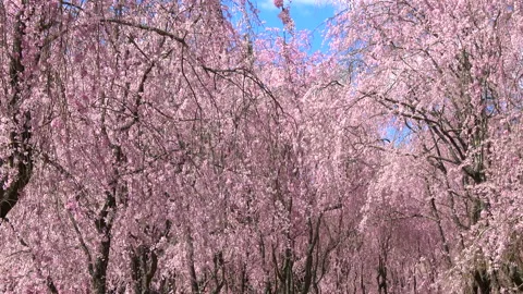 Weeping cherry blossom with blue sky. Shidare sakura .Prunus spachiana. 4K Stock Footage 146157495