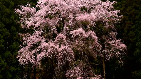 The Weeping Cherry Blossom of the Chickadee Stock Footage 332248657