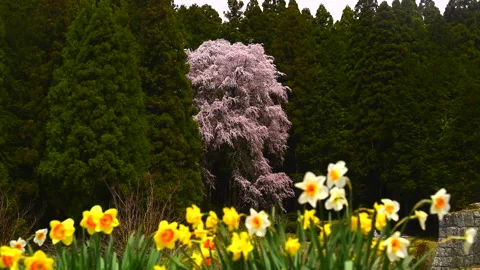 The Weeping Cherry Blossom of the Chickadee Stock Footage 332248659