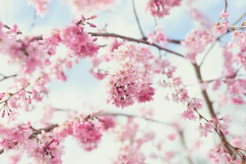 Weeping cherry blossom tree in full bloom, pink branches and blue sky Stock Photos