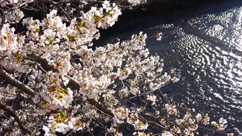 Weeping Cherry Blossom Tree (Sakura) in Full Bloom, Machida City, Tokyo, Japan Video stock 333286233