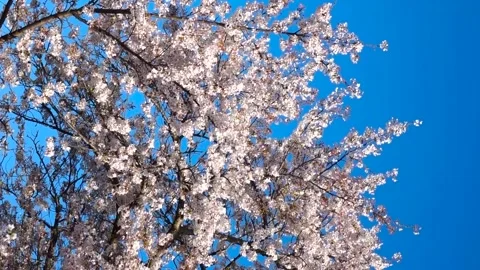 Weeping Cherry Blossom Tree (Sakura) in Full Bloom, Machida City, Tokyo, Japan Video stock 333286234