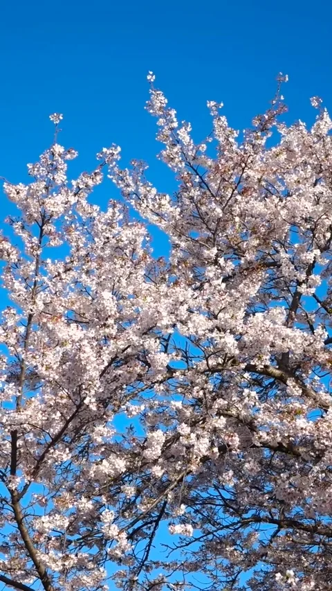 Weeping Cherry Blossom Tree (Sakura) in Full Bloom, Machida City, Tokyo, Japan Video stock 333286235
