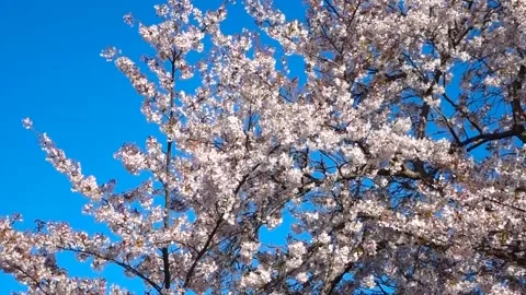 Weeping Cherry Blossom Tree (Sakura) in Full Bloom, Machida City, Tokyo, Japan Видео 333286236
