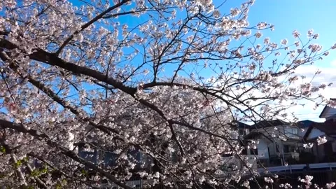 Weeping Cherry Blossom Tree (Sakura) in Full Bloom, Machida City, Tokyo, Japan Видео 333286237