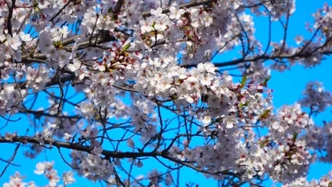 Weeping Cherry Blossom Tree (Sakura) in Full Bloom, Machida City, Tokyo, Japan Video stock 333286238