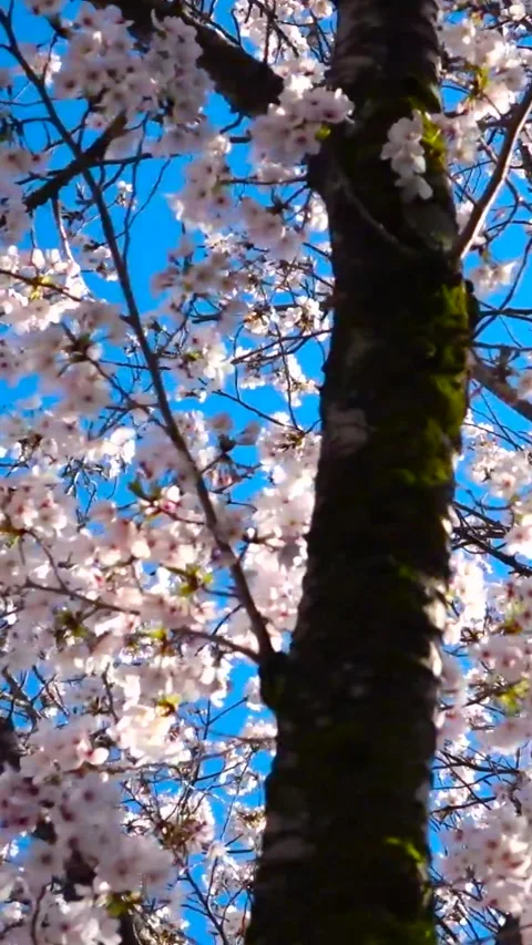 Weeping Cherry Blossom Tree (Sakura) in Full Bloom, Machida City, Tokyo, Japan Видео 333286239