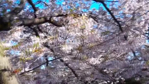 Weeping Cherry Blossom Tree (Sakura) in Full Bloom, Machida City, Tokyo, Japan Video stock 333286240