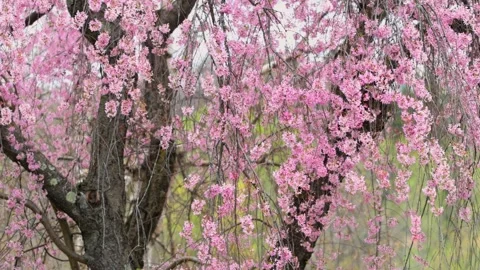 Weeping cherry blossom tree swaying in spring time. Stock Footage 339231030