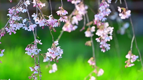 Weeping Cherry Blossoms and Blue Sky Видео 330700337