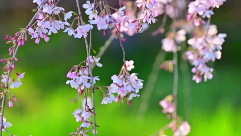 Weeping Cherry Blossoms and Blue Sky Видео 330700421