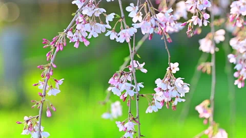 Weeping Cherry Blossoms and Blue Sky Stock Footage 330700499