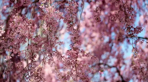 Weeping Cherry Blossoms Stock Footage 23195041