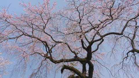 Weeping Cherry Blossoms (loop) Stock Footage 124182163
