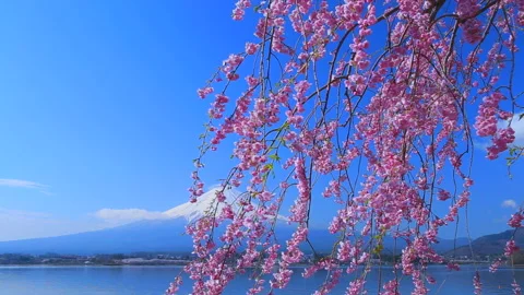 Weeping Cherry Blossoms, Mount Fuji, and Lake Kawaguchi 動画素材 332470617