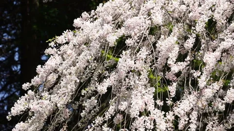 The Weeping Cherry Blossoms of Otsukazuma Видео 332473239