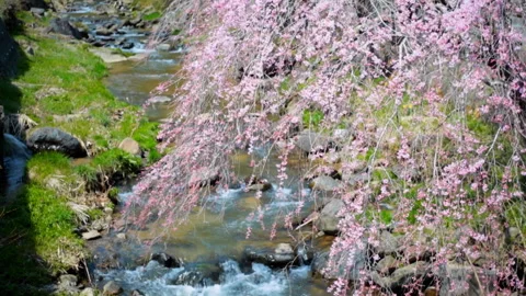 The Weeping Cherry Blossoms by the Stream and the Wind Video stock 332457419