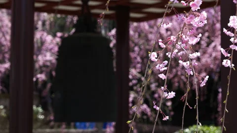 Weeping Cherry Blossoms Swaying in the Wind with a Temple Bell in the Background Stock Footage 147877402