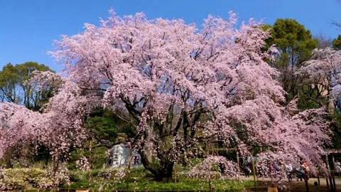 Weeping cherry Rikugien Garden Blossom in Spring in Tokyo, japan. Stock Footage