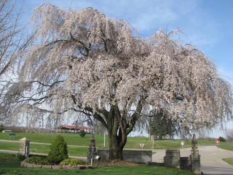 Weeping Cherry Tree in Bloom Stock Photos