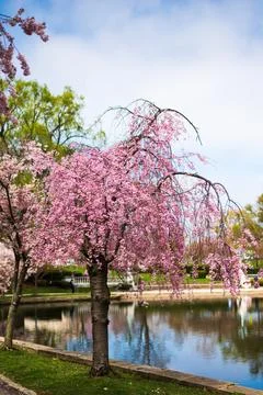 Weeping Cherry Tree Blooming Stock Photos