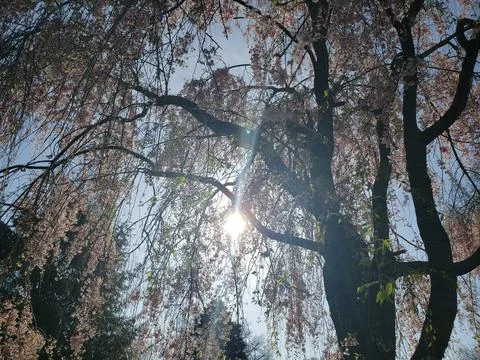 Weeping Cherry Tree blooming in Spring Stock Photos
