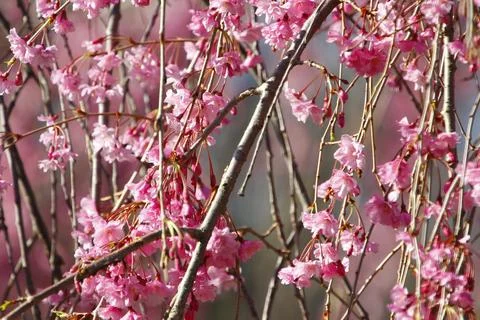 Weeping Cherry Tree blooming in Spring Stock Photos
