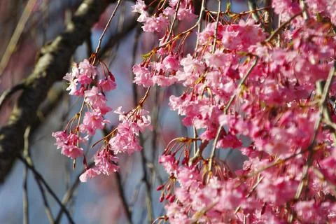 Weeping Cherry Tree blooming in Spring Stock Photos