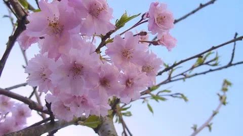 Weeping Cherry Tree in Blossom Stock Footage 22319244