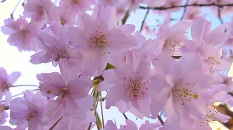 Weeping Cherry Tree Blossoms Stock Footage 22319234