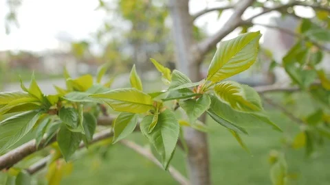 Weeping Cherry Tree - close up - leaves - slow motion Stock Footage 128330178
