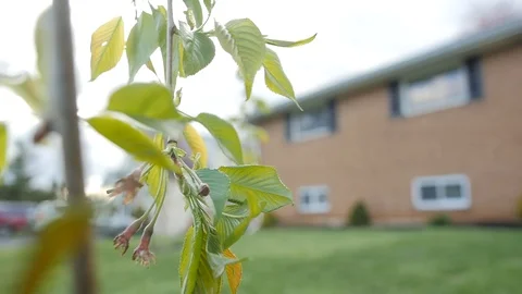 Weeping Cherry Tree - close up - leaves - slow motion Stock Footage 128330180