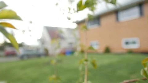 Weeping Cherry Tree - close up - leaves - slow motion Stock Footage 128330181