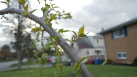 Weeping Cherry Tree - close up - leaves - slow motion Stock Footage 128330184