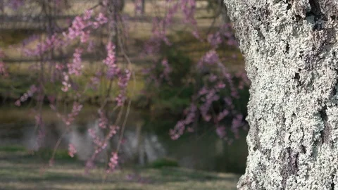 Weeping Cherry Tree in Full Bloom Swaying in the Wind in front of a Pond Stock-Footage 90362466