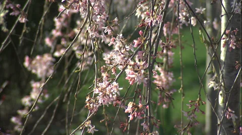 Weeping Cherry Tree in the Springtime. Vídeo Stock 37275353