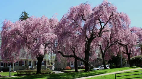 Weeping Cherry Trees Stock Footage 23194996