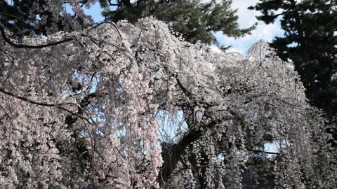The Weeping Cherry Trees of the Kyoto Imperial Palace Stock Footage 335164728