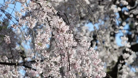 The Weeping Cherry Trees of the Kyoto Imperial Palace Stock Footage 335164817