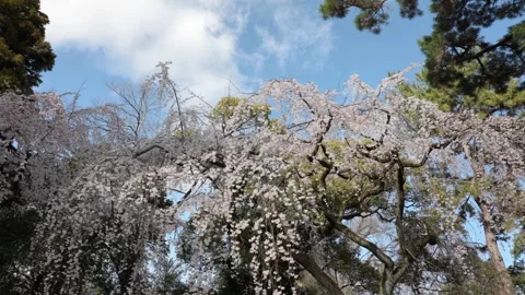 The Weeping Cherry Trees of the Kyoto Imperial Palace Stock Footage 335164888